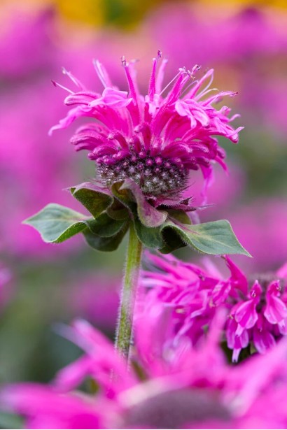 Монарда двійчаста ‘Бі-Фрі’|Monarda didyma ‘Bee-Free’|Монарда двойная ‘Би-Фри’